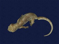 藏品(鉛山壁虎)的圖片